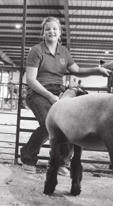 Sheep show Saturday