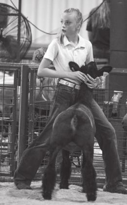 Sheep show Saturday