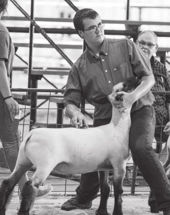 Sheep show Saturday