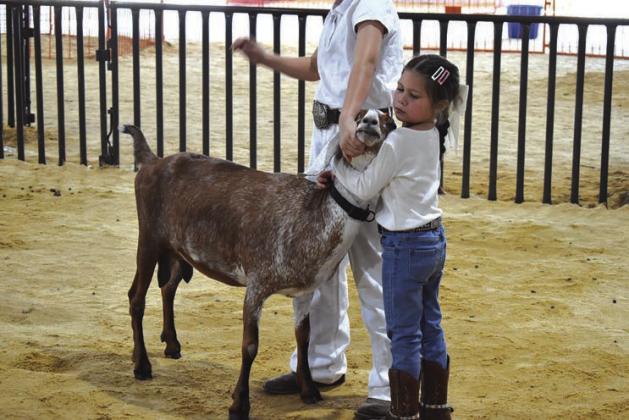A participant in the peewee goat show gets a little help on Aug. 20. Photo/Emily Kalka
