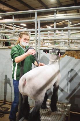 Central District Livestock Show