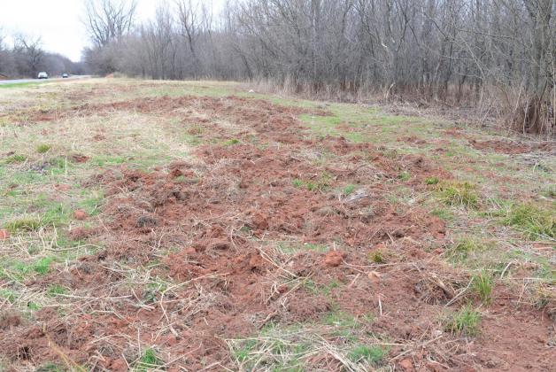 Damage from wild hogs along State Highway 18 south of Chandler. Photo/Brian Blansett