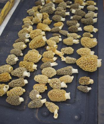 The morel of the story