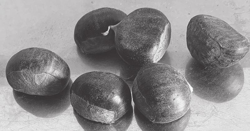 An Oklahoma Chestnut