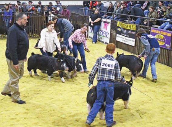 Central District livestock show