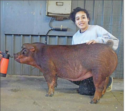 Central District livestock show