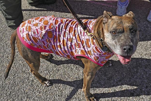 This happy pooch shows off her pumpkin onesie while her owner browses one of the dozens of booths at the festival. Photo/Emily Kalka