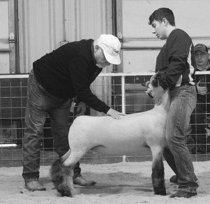 Local livestock shows