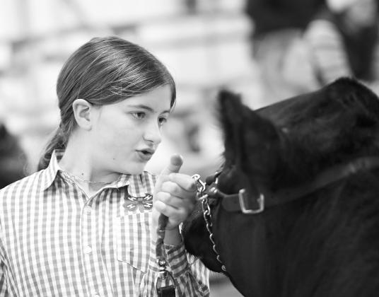 Local livestock shows