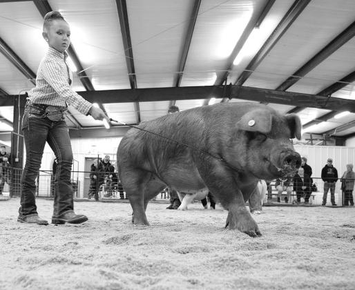 Local livestock shows