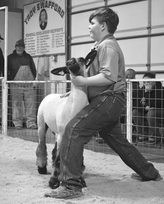 Local livestock shows