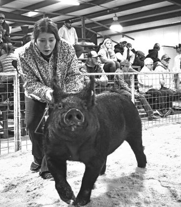 Local livestock shows