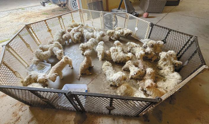 Dog seizures