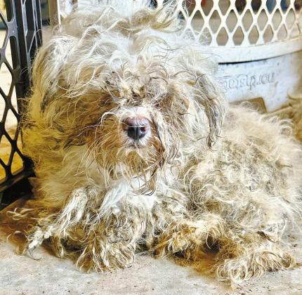 Some of the dogs that were seized this week in Stroud. Photos/Jennifer Martin
