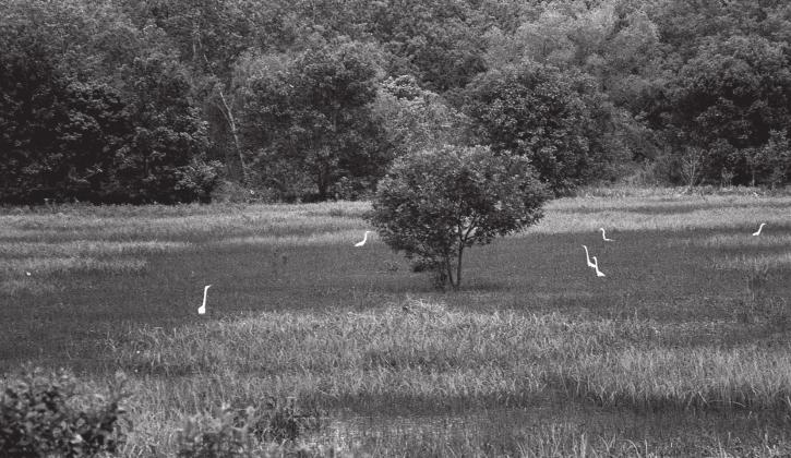 Egrets
