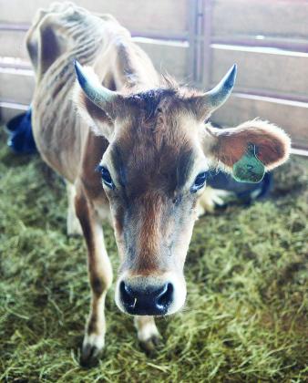 A jersey heifer seized from property in Lincoln County. Photo/Brian Blansett