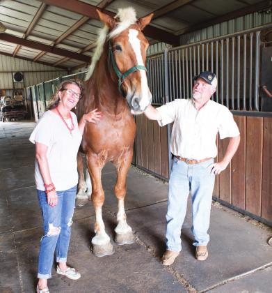 Big Shoe Stables: A passion for draft horses