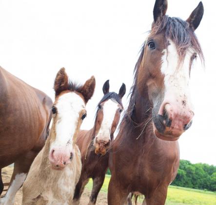 Big Shoe Stables: A passion for draft horses
