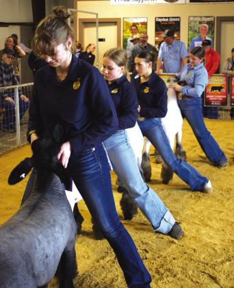 Rian Harris, Rowan Shelton, Savannah Gaylord and Brooklynn Estes hold their positions during the sheep show at Wellston’s local livestock show on Feb. 14. Photo/ Emily Kalka