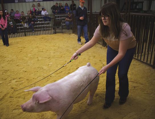 Maryiah Mlynek guides her pig around the ring during the breeding guilt show at the Prague local show on Feb. 14. Photo/Emily Kalka