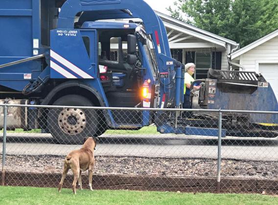 Gunner waits patiently for Dan Gwin’s arrival. Photo/Kim Hobill
