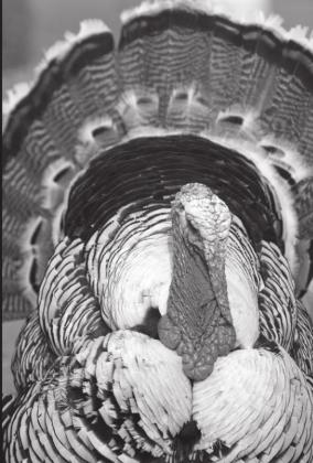 If you need help cooking a turkey...