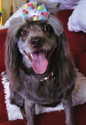 Coco Jones enjoys being spoiled by Grandma. Photo/Barbie Cotter