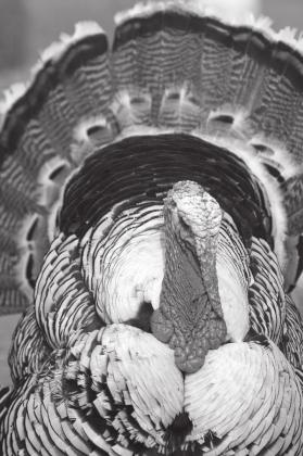 Turkey tips