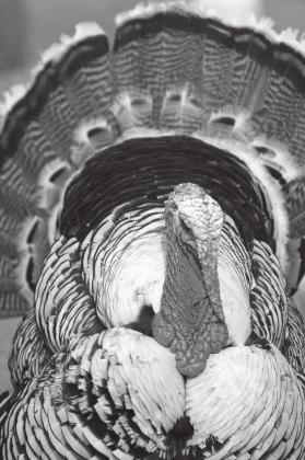 Turkey tips