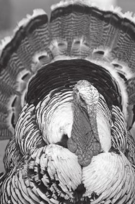 Turkey tips