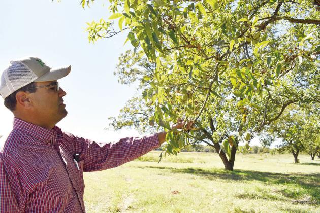 Local pecan crop looking good