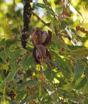 Caleb Stone points out some pecans that are nearly ready to harvest. His orchard is looking at a better crop this year than last year. The entire state is expected to have a better-than-average pecan harvest as well. Photo/Emily Kalka