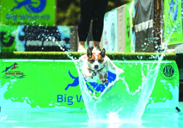 Cattle dog Colt takes a leap of faith in a dock-diving event. Photo/Tiffany Gentry