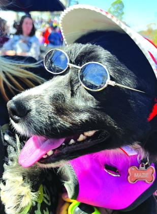 Mazie, who belongs to Chloe Gross, enjoys the sunshine with her shades and hat. Photo/Sarah Gross