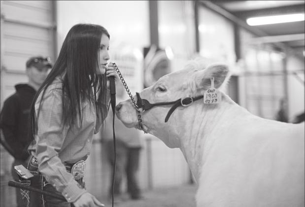Meeker FFA/4-H livestock show