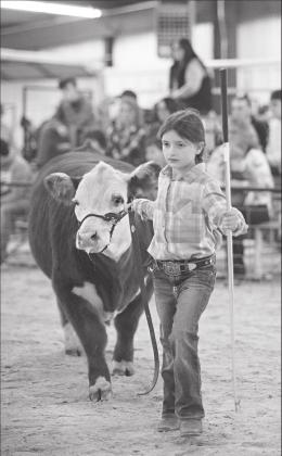 Meeker FFA/4-H livestock show