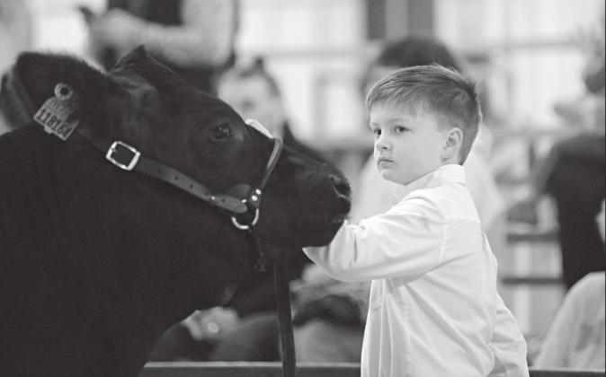 Meeker FFA/4-H livestock show