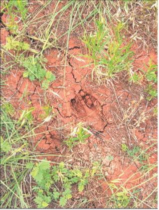 A photo of deer tracks found by a group out working to move the animals off a highfence property in Lincoln County. Photo/Andrew Frazier