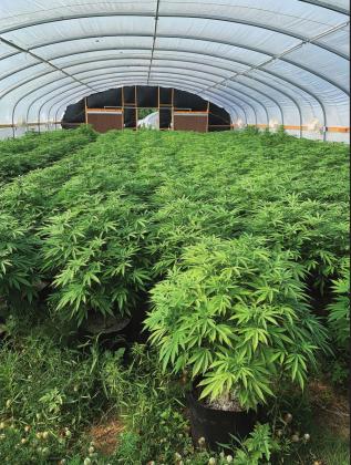 Grow house bust