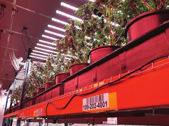 Another grow house bust