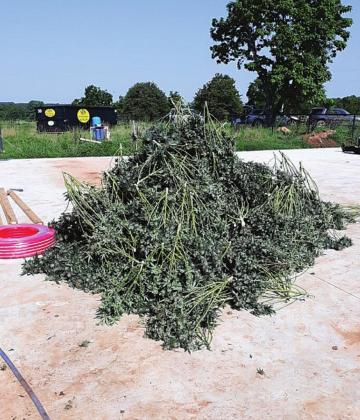 Another grow house bust