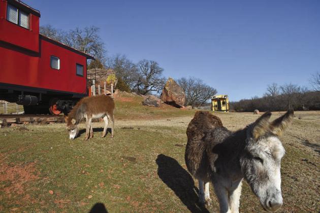 Donkeys Heather Rosa and her baby, Rose Marie, chow down in front of the red caboose owned by Debbie and Dale Brannon. The couple has put a lot of time and resources in renovating the cabooses so they can be used as AirBnBs by this coming summer. Photo/Emily Kalka