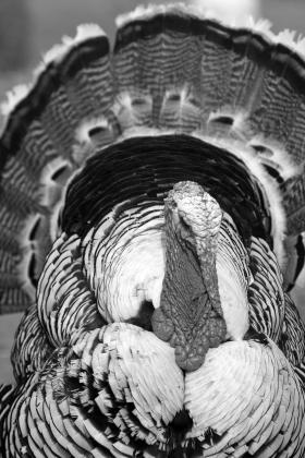Howto cook a turkey