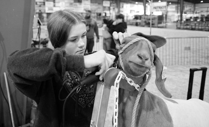 Lincoln County Livestock Show