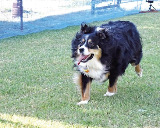 Border collie Sansa races down the track at 405 FastCat &amp;amp; K9 Speedway near Bell Cow Lake. The pup and her owners attended a Fast Cat 101 seminar hosted by Patti Sears and Greg McMillan. It’s a relatively new dog sport by the American Kennel Club, in which dogs participate in timed runs to earn points. Photo/Emily Kalka