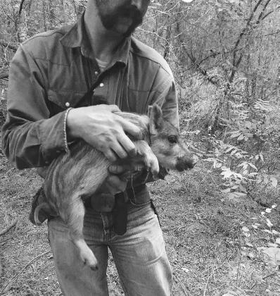 Hogs gone wild