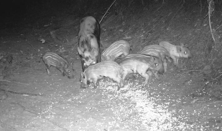 Left above, Lincoln County resident Clu Harkins holds onto a piglet that he roped while hunting feral pigs near Stroud Lake. Above, Jerred Eversole of Stroud poses with a feral pig that he shot and killed. A night-vision camera below shows a herd of feral pigs near Stroud.