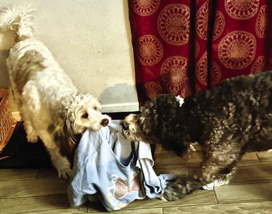 These two are eager to show everyone how tug of war is really done. Photo/Trudy Kinsey
