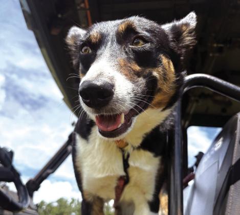 Barbie the Border Collie is hard at work. Or hardly working? Photo/Julia Wells