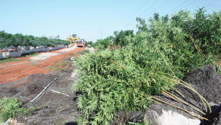 Oops! Bad info from OBN leads to... Raid on legal pot farm